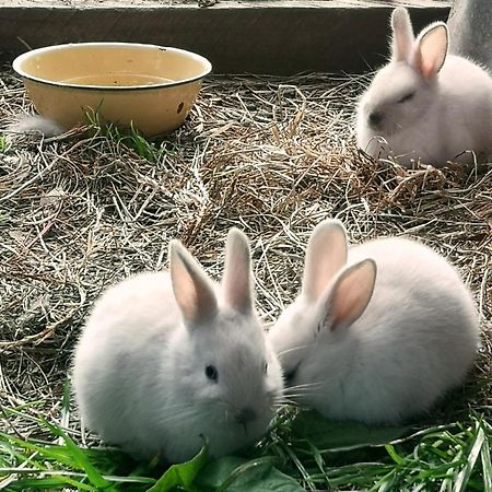 Willa Fernhill Guest Farm Knysna Zewnętrze zdjęcie