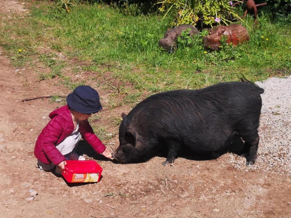 Willa Fernhill Guest Farm Knysna Zewnętrze zdjęcie