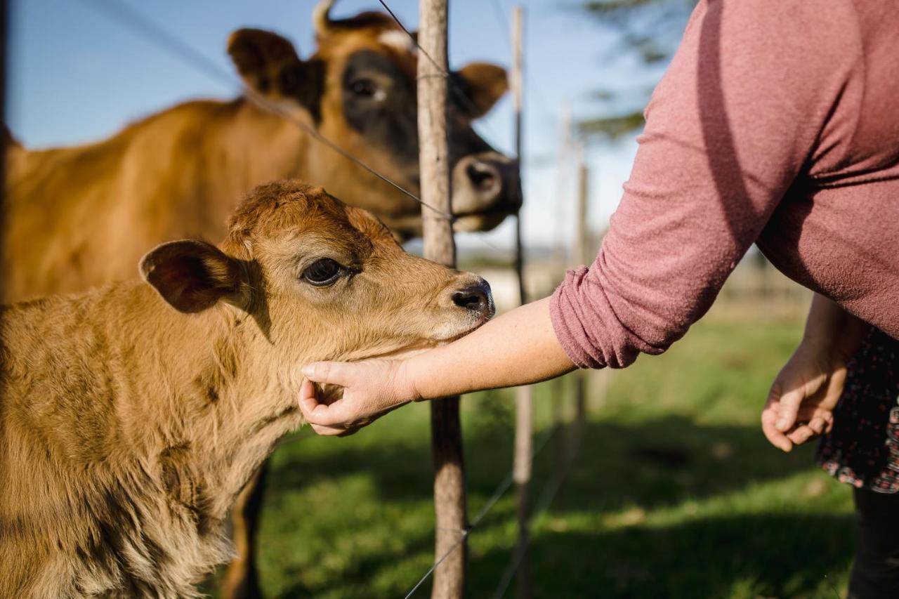 Willa Fernhill Guest Farm Knysna Zewnętrze zdjęcie