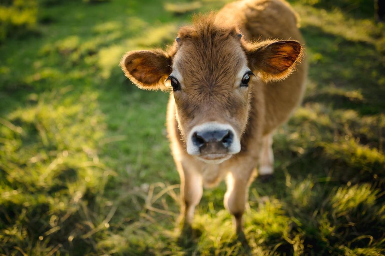 Willa Fernhill Guest Farm Knysna Zewnętrze zdjęcie