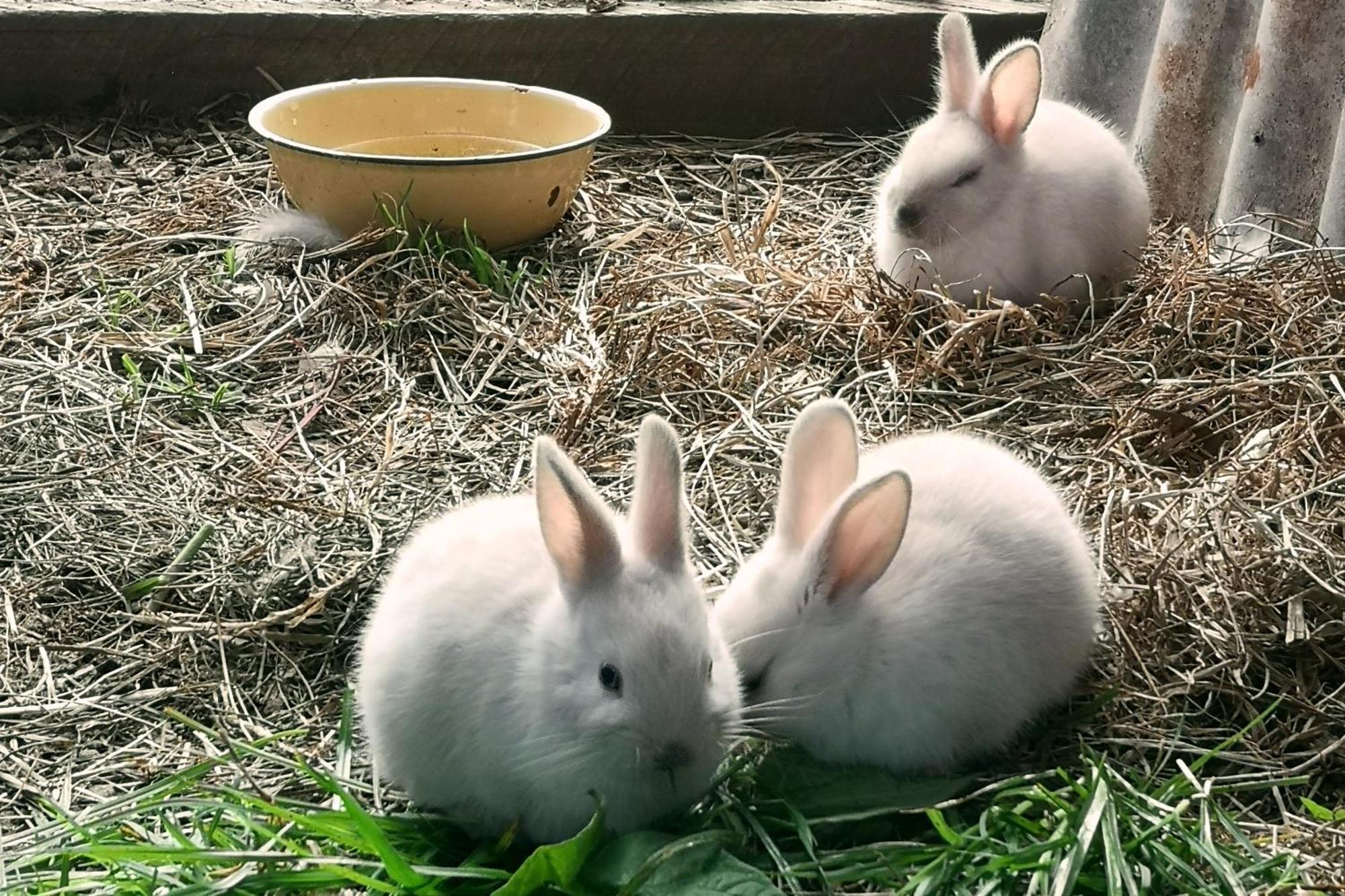 Willa Fernhill Guest Farm Knysna Zewnętrze zdjęcie